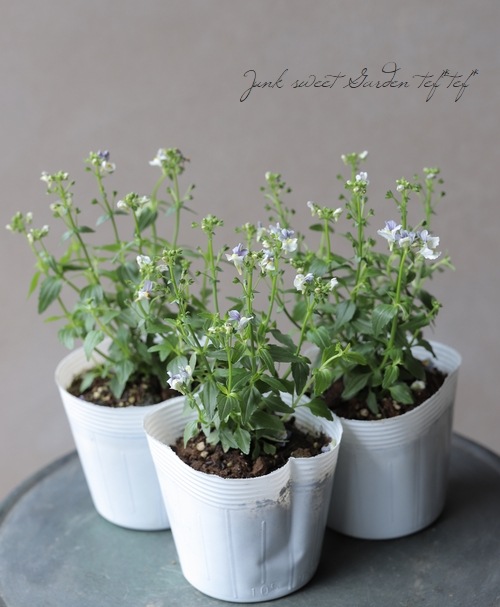 ˧��ɺ��ͥ᥷�����ͥ������إե��󥿥����ԥ󥯡�