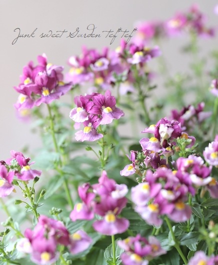 ˧��ɺ��ͥ᥷�����ͥ������إե��󥿥����ԥ󥯡�