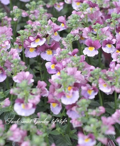 ˧��ɺ��ͥ᥷�����ͥ������إե��󥿥����ԥ󥯡�