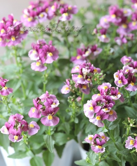 ˧��ɺ��ͥ᥷�����ͥ������إե��󥿥����ԥ󥯡�