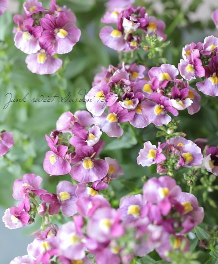 ˧��ɺ��ͥ᥷�����ͥ������إե��󥿥����ԥ󥯡�