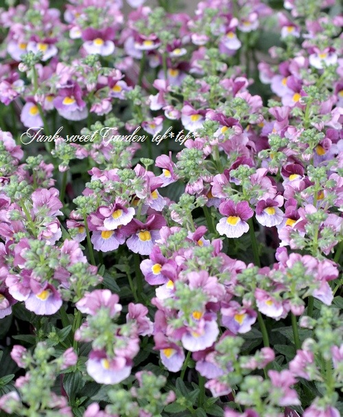 ˧��ɺ��ͥ᥷�����ͥ������إե��󥿥����ԥ󥯡�