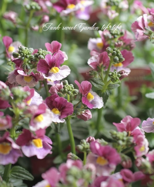 ˧��ɺ��ͥ᥷�����ͥ������إե��󥿥����ԥ󥯡�