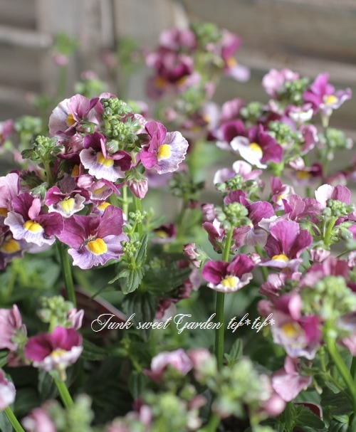 ˧��ɺ��ͥ᥷�����ͥ������إե��󥿥����ԥ󥯡�