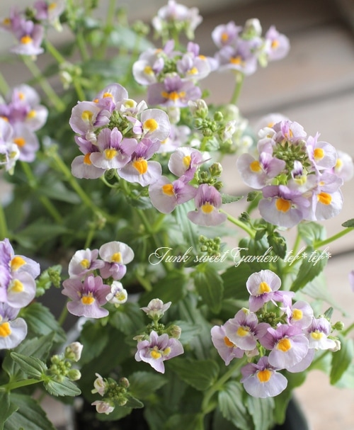 ˧��ɺ��ͥ᥷�����ͥ������إե��󥿥����ԥ󥯡�