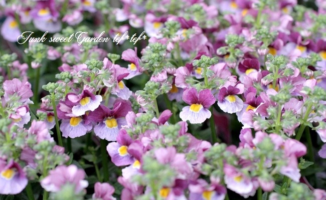 ˧��ɺ��ͥ᥷�����ͥ������إե��󥿥����ԥ󥯡�