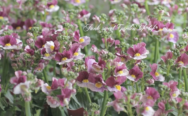 ˧��ɺ��ͥ᥷�����ͥ������إե��󥿥����ԥ󥯡�