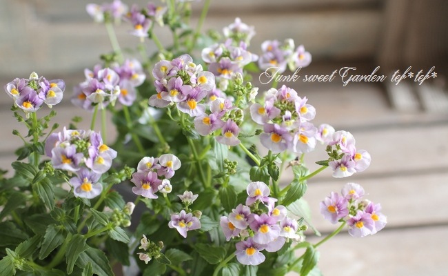 ˧��ɺ��ͥ᥷�����ͥ������إե��󥿥����ԥ󥯡�