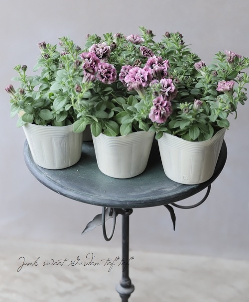 宮島園芸さんオリジナル】 小輪八重咲きペチュニア 『エーデル