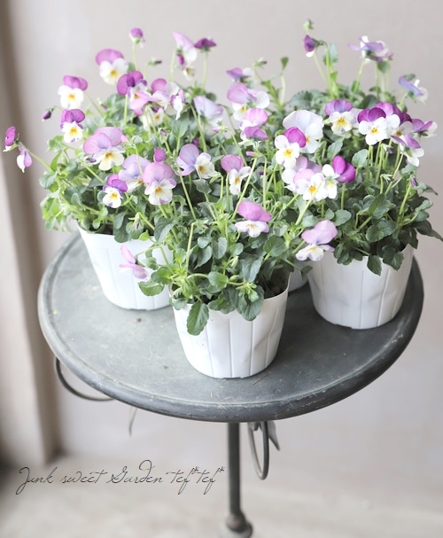 �ӥ��顦�ڥˡ����إԥ󥯥ե�������