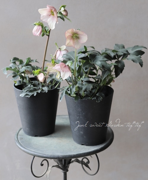 クリスマスローズ 『ラベンダーピンク』 希少品種！ | すべての商品