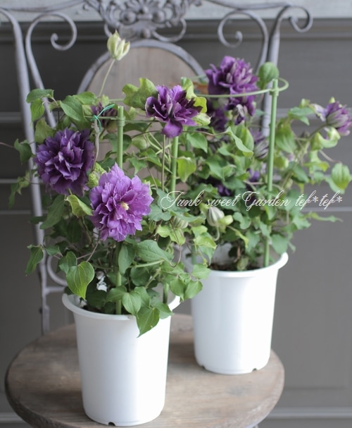 クレマチス 『紫辰殿 -シシンデン-』 | すべての商品 | | Junk sweet