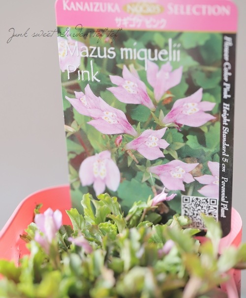 クリーピングマズス サギゴケ ピンク グランドカバーに すべての商品 Junk Sweet Garden Tef Tef