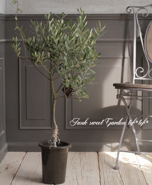 ꡼֡إץåΡ١ɤɳߺϲsoujuΩơno.5