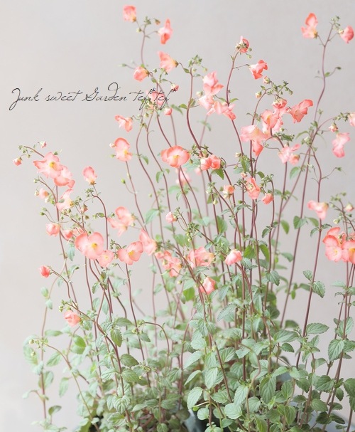 アロンソア 『舞子』 | すべての商品 | | Junk sweet Garden tef*tef*