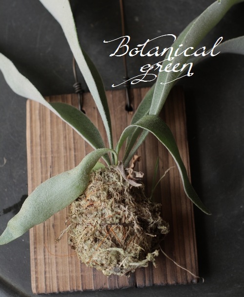 �ڴ��տ�ʪ�ۡ���������󡦥ץ�ƥ����ꥦ�ࡡ�إ����������١إ٥�������