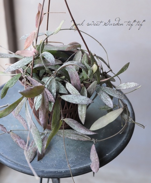 観葉植物】 ホヤ 『シギランサス』『シギランティス』 希少！ | すべて