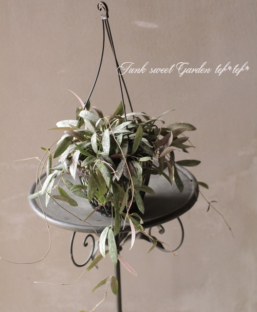 観葉植物】 ホヤ 『シギランサス』『シギランティス』 希少！ | すべて