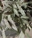 �ڴ��տ�ʪ�� �ۥ䡡�إ�����󥵥��١إ������ƥ����١���������