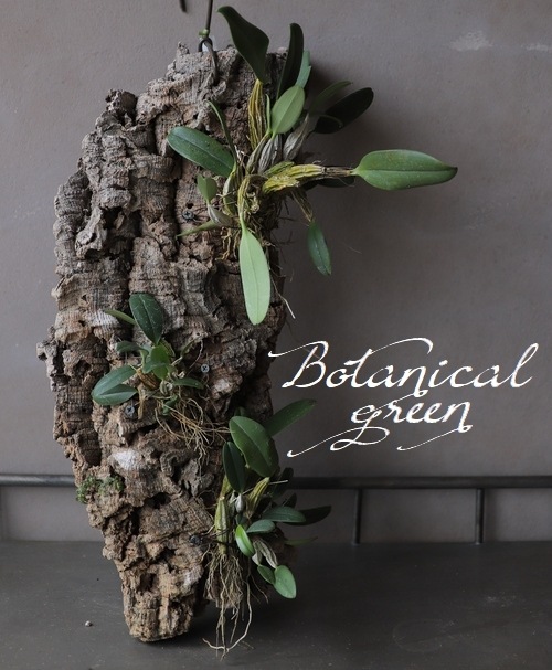 �ڴ��տ�ʪ�ۡ�����ǥ�ɥ��ӥ塼�� �����쥬���� �إޥ��㥹�١����륯�դ����������