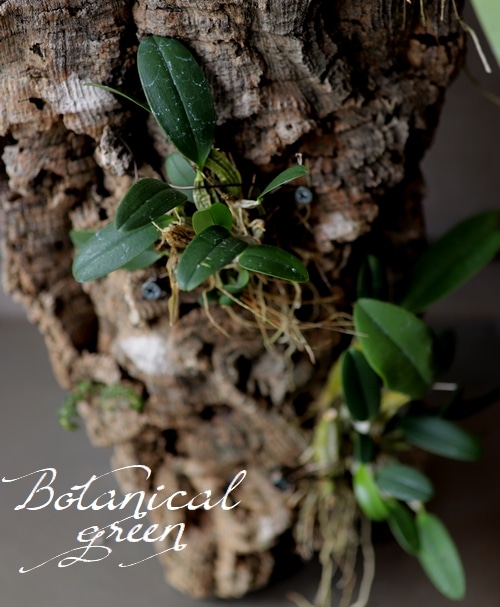 �ڴ��տ�ʪ�ۡ�����ǥ�ɥ��ӥ塼�� �����쥬���� �إޥ��㥹�١����륯�դ����������