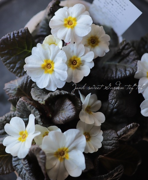 Ƽ�եץ��顦�ϥ��֥�åȡ��������꡼�����إۥ磻�ȡ�