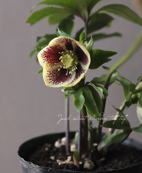 クリスマスローズ 静岡県・杉光園芸 杉山交配 『ブロッチ』 | すべての