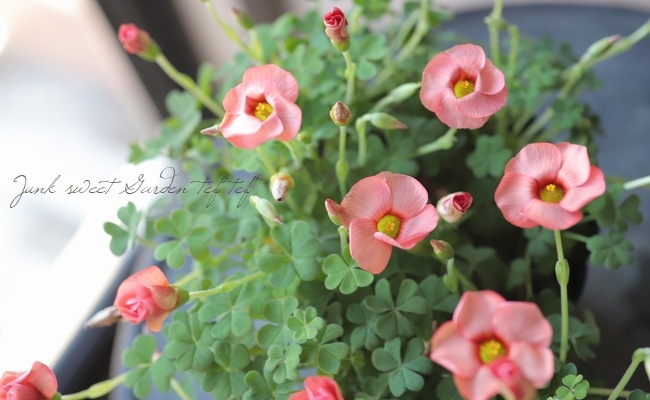 オキザリス スプリングチャーム オレンジ すべての商品 Junk Sweet Garden Tef Tef