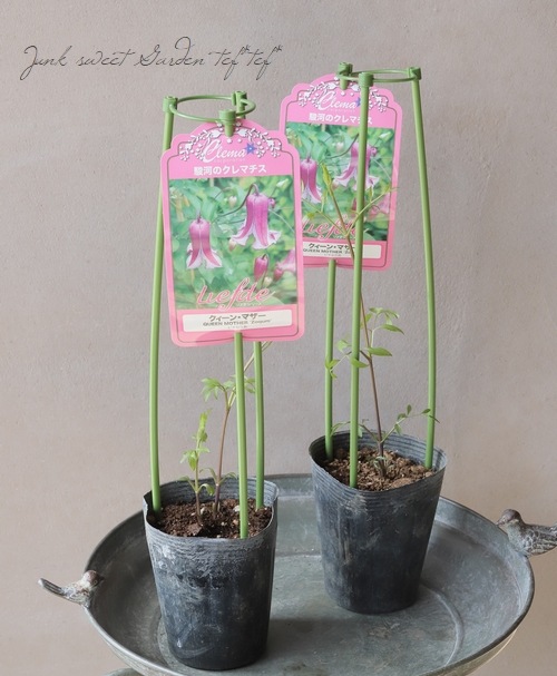 クレマチス・ビチセラ系 リフデシリーズ 『クイーンマザー』 | すべて