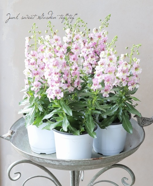 ���إ��󥲥��˥��������˥��ӥå�  �إԥ󥯥Х����顼��