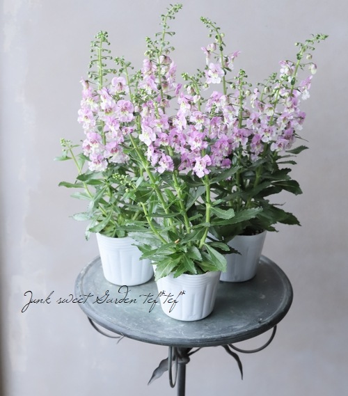 ���إ��󥲥��˥��������˥��ӥå�  �إԥ󥯥Х����顼��