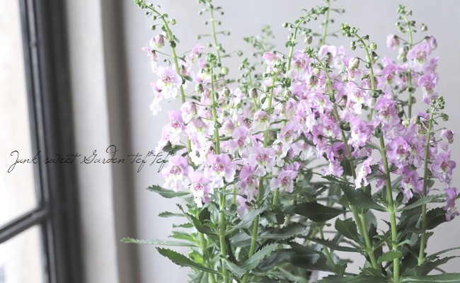 ���إ��󥲥��˥��������˥��ӥå�  �إԥ󥯥Х����顼��