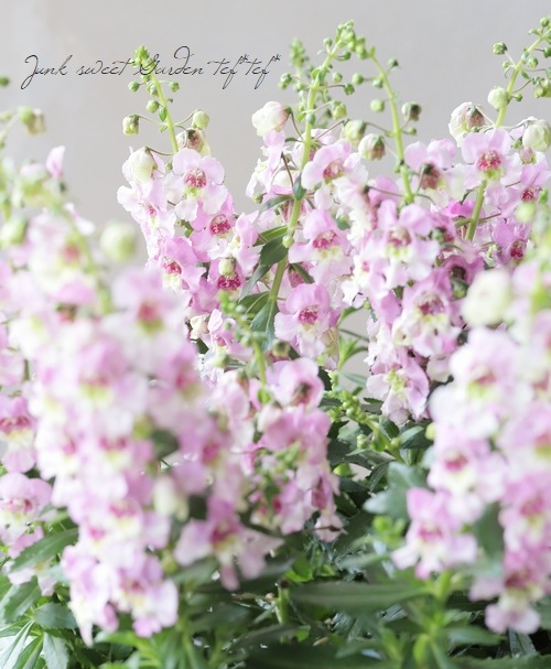 ���إ��󥲥��˥��������˥��ӥå�  �إԥ󥯥Х����顼��