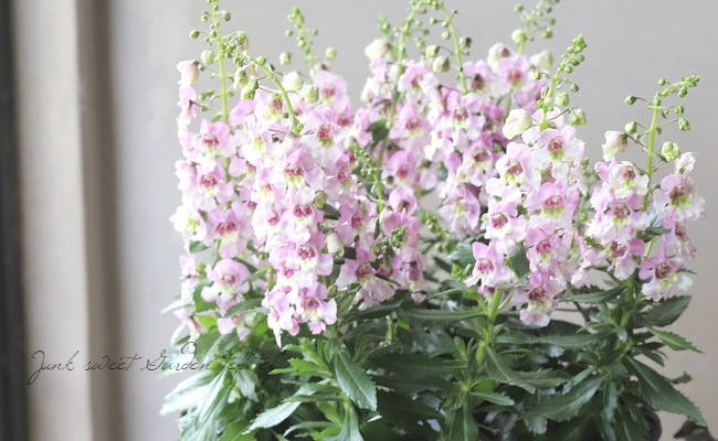 大輪アンゲロニア・アロニアビッグ 『ピンクバイカラー』 | すべての