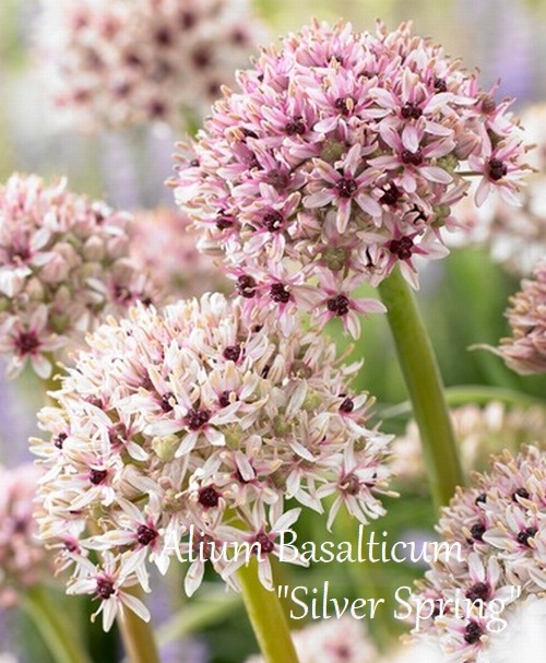 ڵ庬 ꥦࡡإСץ󥰡