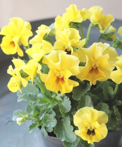 ○小輪フリルビオラ 『華あられ』 花日和オリジナル 変わり咲き