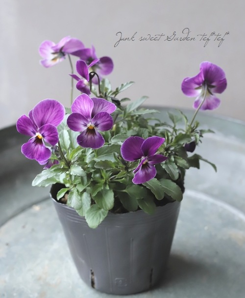 ◇ビオラ・ビビ 『ピンクアンティーク』 【変わり咲き】 | すべての