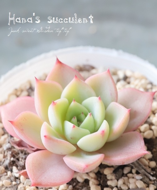 ��¿����ʪ�� �����٥ꥢ �إ������ԥ󥭡��� �ڤϤʤ�����¿���ۡ�