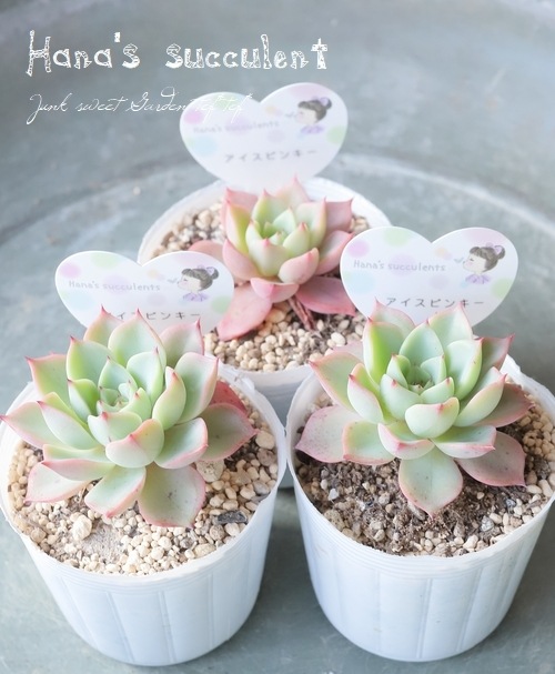 ��¿����ʪ�� �����٥ꥢ �إ������ԥ󥭡��� �ڤϤʤ�����¿���ۡ�