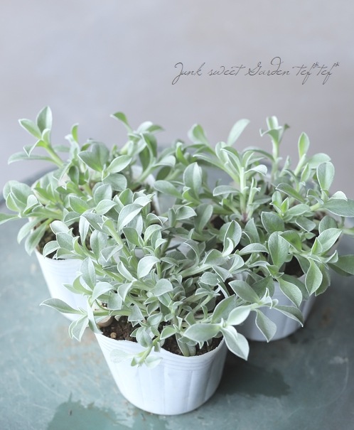 ベリィ 白痴 ヘリクリサム<BR>『ホワイト・ホワイトフェリー』<BR>5号大鉢 | すべて