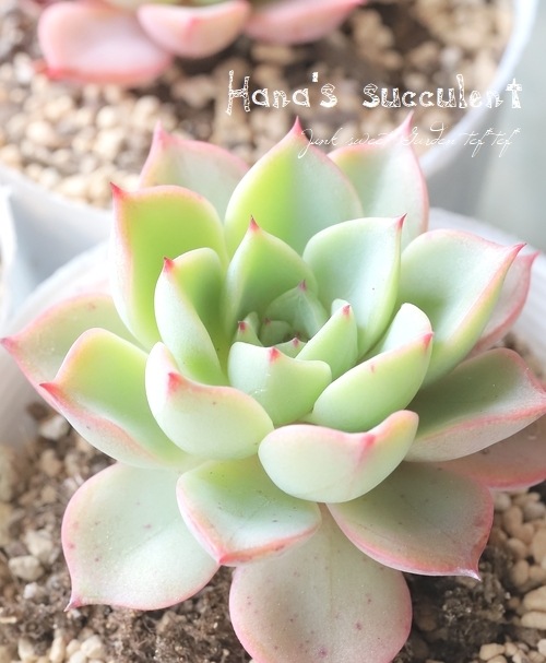 ��¿����ʪ�� �����٥ꥢ �إ������ԥ󥭡��� �ڤϤʤ�����¿���ۡ�