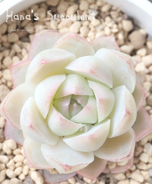 ��¿����ʪ�� �����٥ꥢ �إ��ꥹ�� �ڤϤʤ�����¿���ۡ�