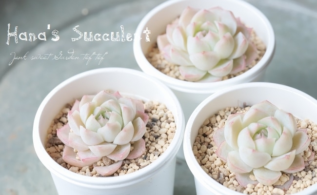 13_000000020609.jpg?1706203014