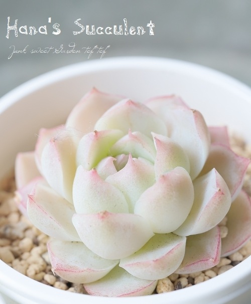 ��¿����ʪ�� �����٥ꥢ �إ��ꥹ�� �ڤϤʤ�����¿���ۡ�