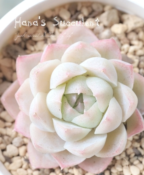 ��¿����ʪ�� �����٥ꥢ �إ��ꥹ�� �ڤϤʤ�����¿���ۡ�