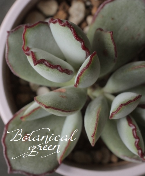 その他多肉植物 choco 多肉植物】 『チョコライン』 コチレドン属 いとうぐりーん