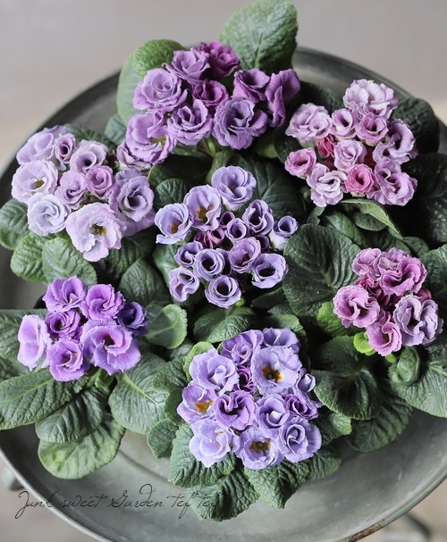 バラ咲きプリムラ・ジュリアン 『コロネット・レンブラントダスク