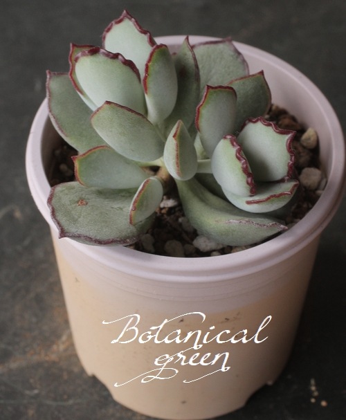 その他多肉植物 choco 多肉植物】 『チョコライン』 コチレドン属 いとうぐりーん | すべての