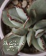 ��¿����ʪ�� �إ��祳�饤��١�������ɥ�° ���Ȥ����꡼��