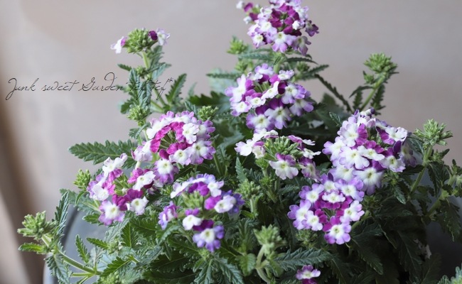 �С��٥ʡ����֥��å���󡡡إĥ��������ѡ��ץ��